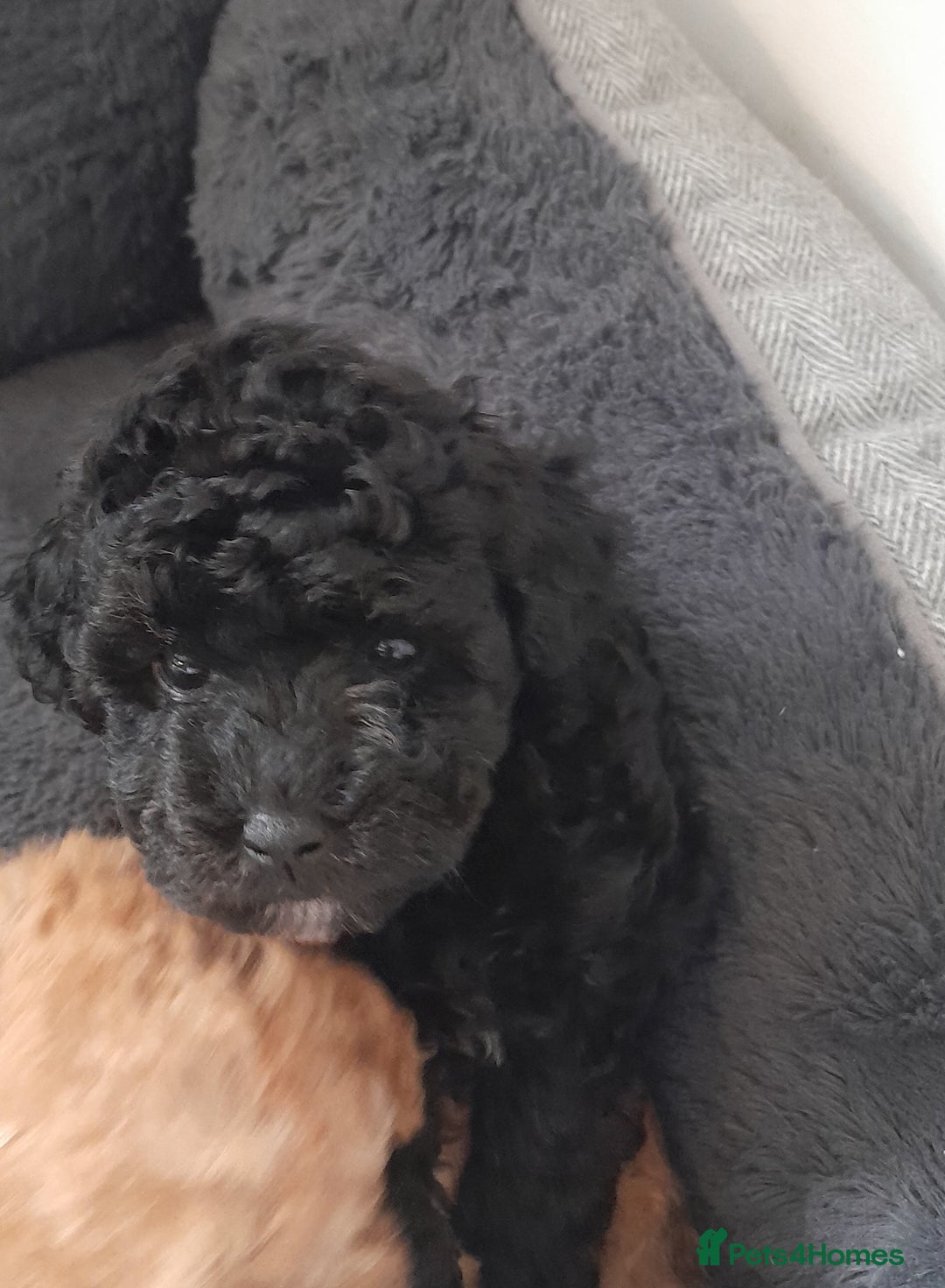Cavapoo dogs for sale: Toy cavapoos - Image 6