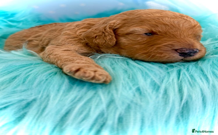 Cavapoo dogs - Advert 5
