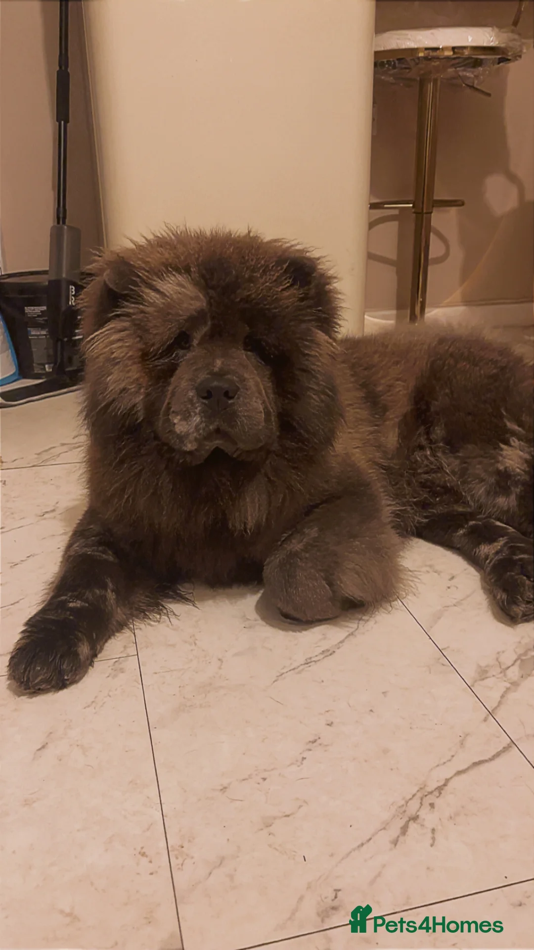 Chow Chow dogs for stud: Chow chow stud  - Advert 2