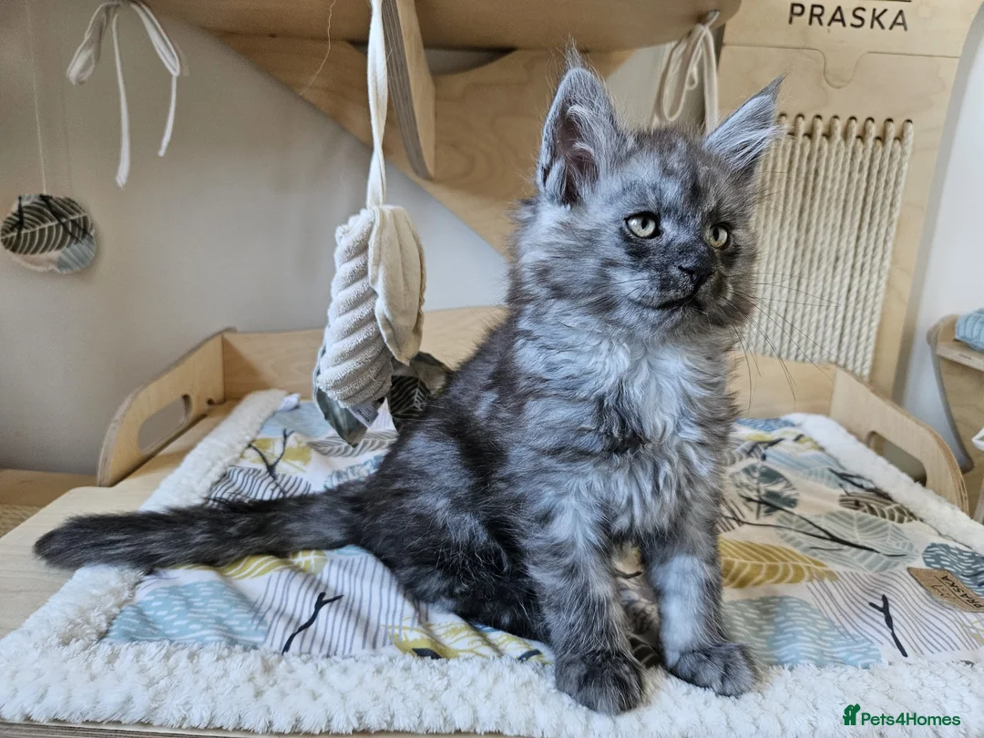 Maine Coon cats for sale: Maine coon kittens  - Advert 33