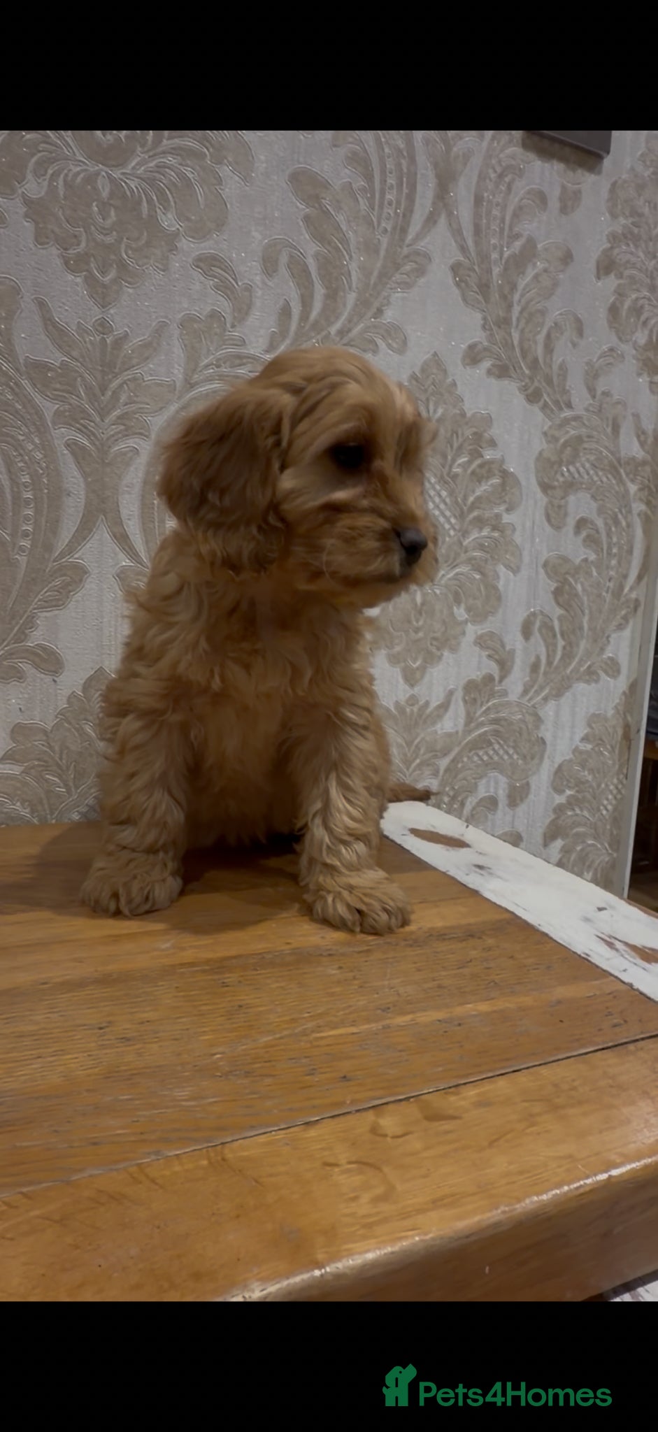 Cockapoo dogs Adorable F1 Cockapoo puppies - Advert 2