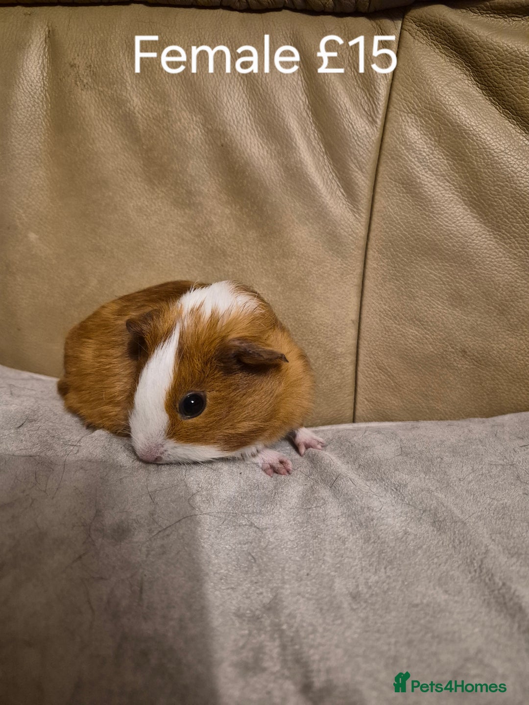 Guinea Pig rodents for sale: 5 Adorable Female Baby Guinea Pigs - Advert 7