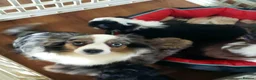 Aussiedoodle dogs for sale: Aussiedoodles - Advert 2