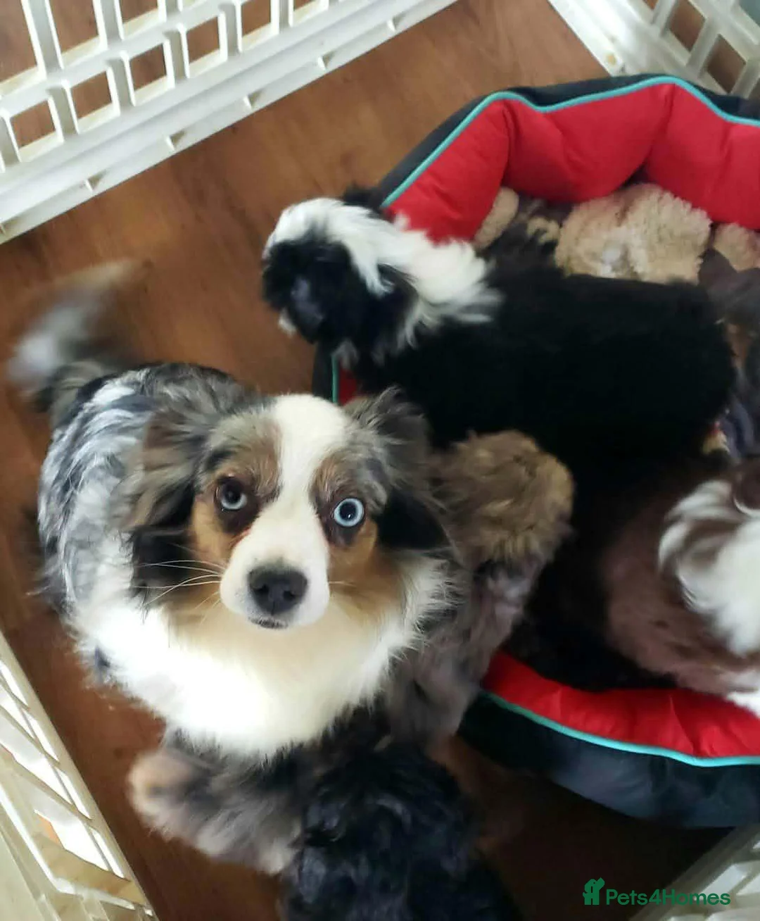 Aussiedoodle dogs for sale: Aussiedoodles - Advert 2