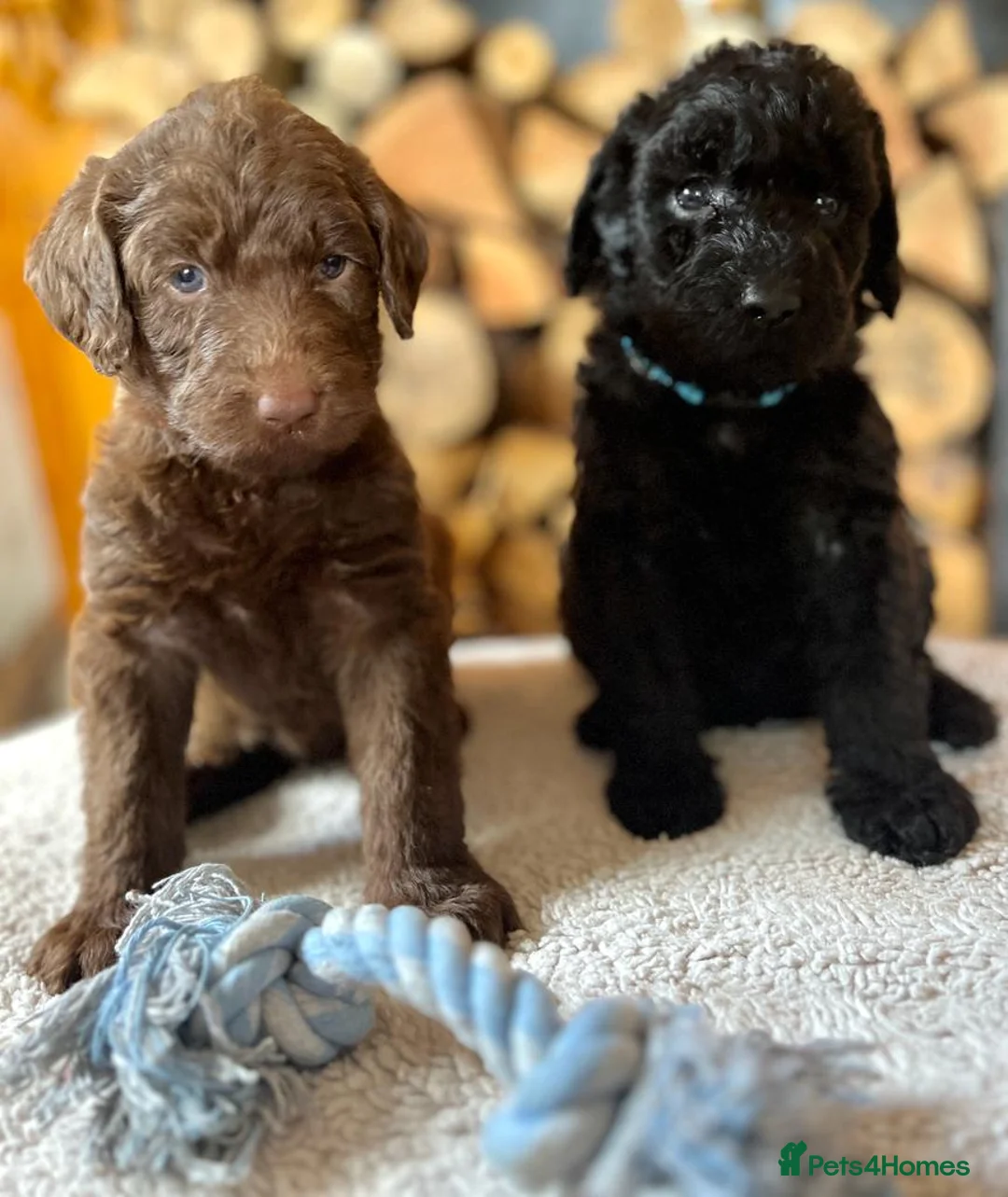 Labradoodle dogs for stud: Chocolate Standard Labradoodle Multigenerational  in Matlock - Advert 21