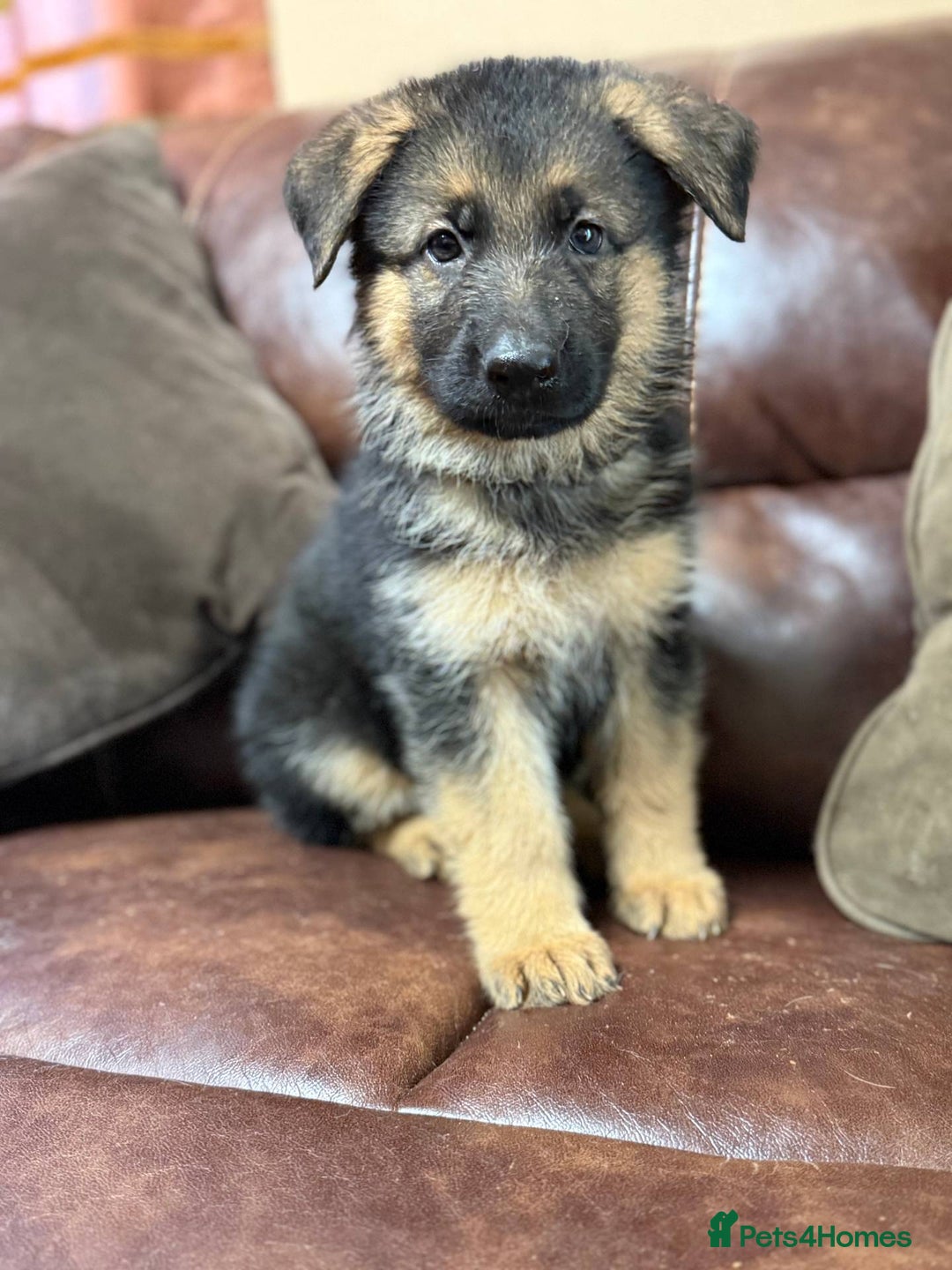 German Shepherd dogs for sale: German Shepherd purebred - Image 4