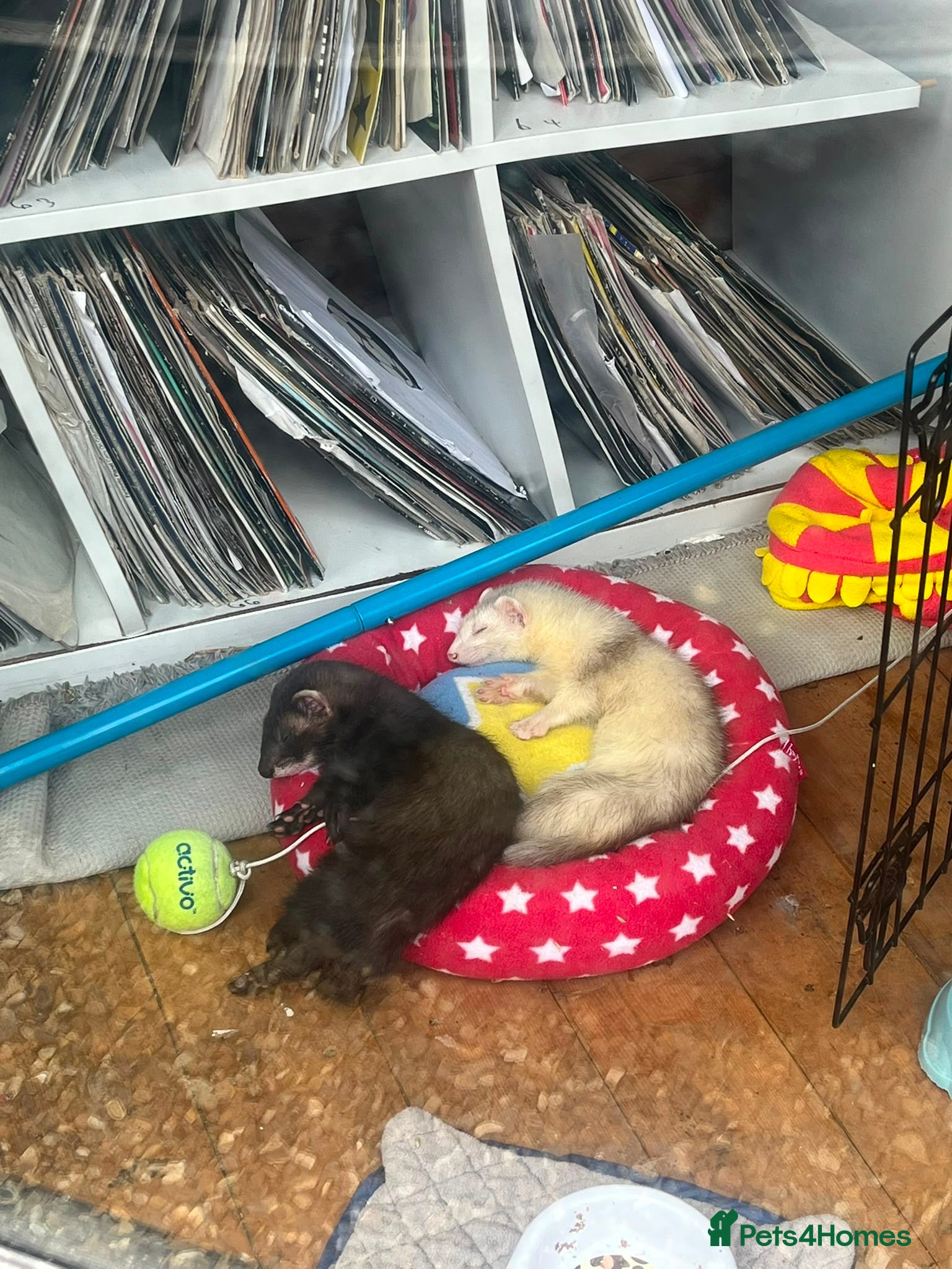 Ferret rodents 2 male ferrets - Advert 9