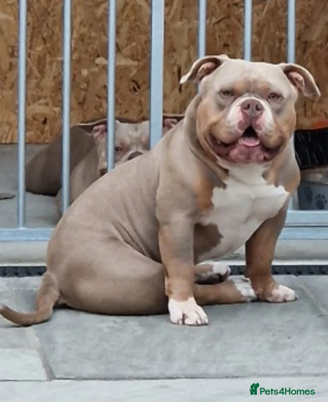 American Bully dogs for stud: American Pocket Bully PROVEN ! in Dartford - Advert 10