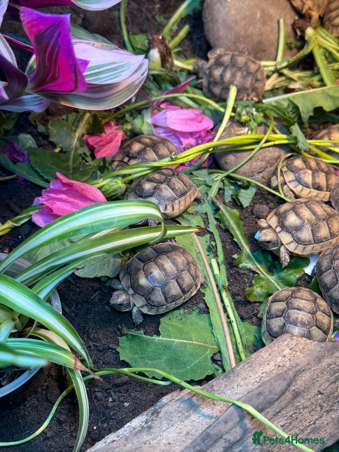 Tortoise reptiles for sale: 2025 Marginated tortoise hatchlings for sale  - Advert 4