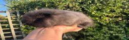 Guinea Pig rodents for sale: Beautiful pure bred Swiss guinea pig sows - Advert 1