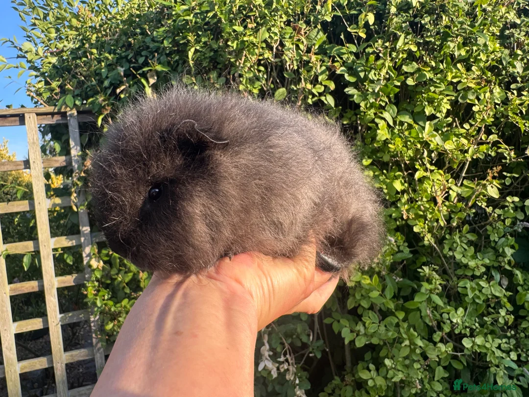 Guinea Pig rodents for sale: Beautiful pure bred Swiss guinea pig sows - Advert 1