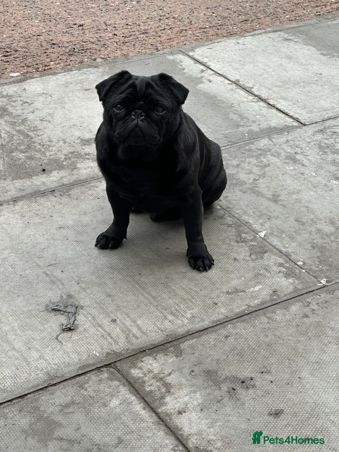 Pug dogs for stud: Pug for stud PDE clear (proven) in Saint Helens - Advert 3