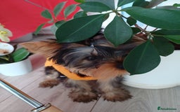 Yorkshire Terrier dogs for sale: Peace of Happiness!!! - Image 2