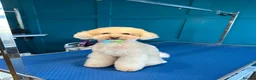 Toy Poodle dogs for stud: 1.7kg RKC reg Tiny toy poodle (Asian) - Advert 5