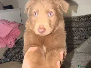 German Shepherd dogs ✨⭐️RARE German shepherd puppies⭐️✨ - Advert 5