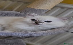 Ragdoll cats for sale: Tica registered Grand Champion Ragdoll kittens  - Image 7