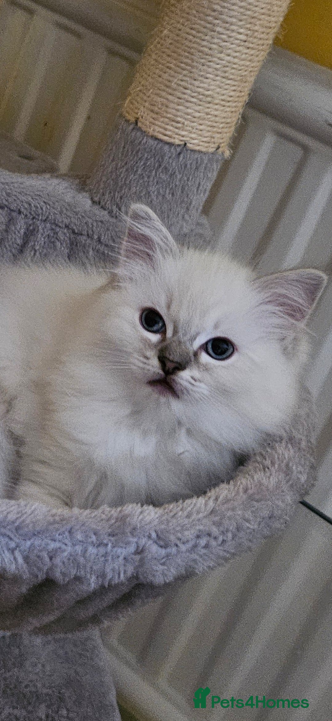 Ragdoll cats for sale: Tica registered Grand Champion Ragdoll kittens  - Image 7