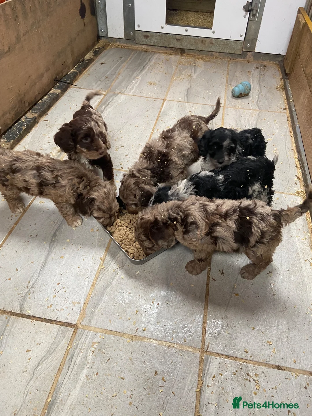 Sproodle dogs for sale: Spoodels in Ashbourne - Advert 5