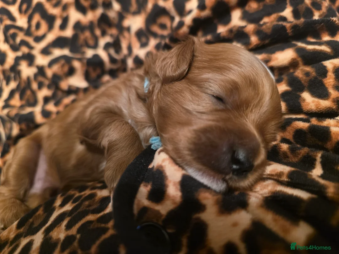 Cavapoo dogs for sale: Small F2 Cavapoo Puppies – Family Raised - Advert 27