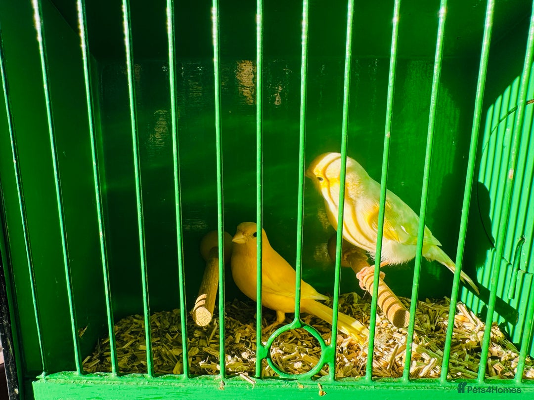 Canaries birds for sale: Pairs of mosaic canaries  - Advert 8