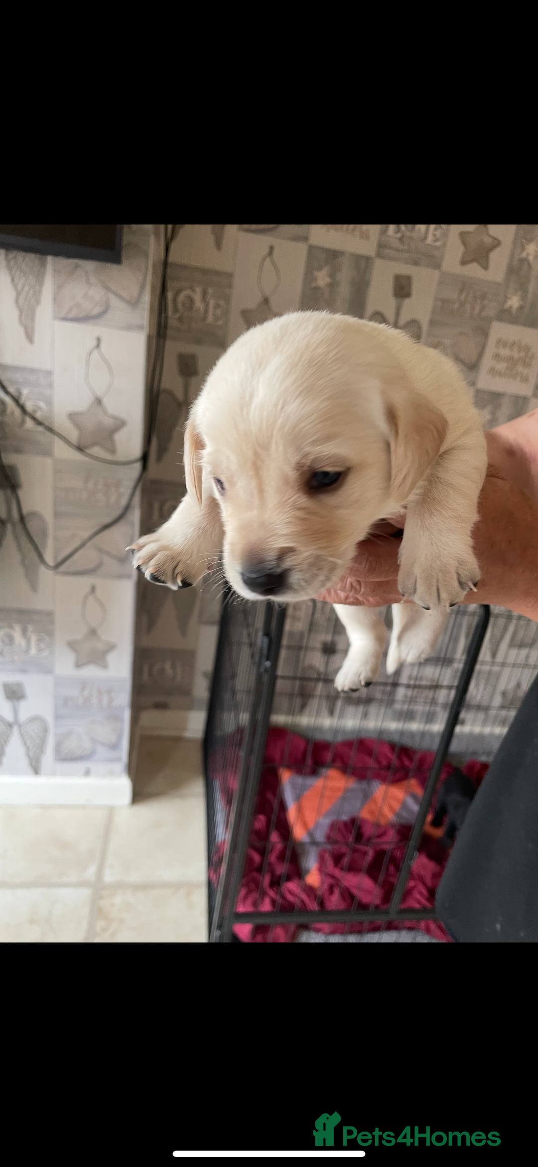 Labrador Retriever dogs for sale: Labrador puppies  - Image 9