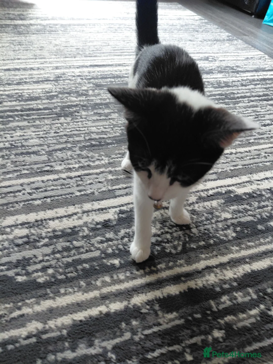 Mixed Breed cats for sale: 2 lovely sweet boys for sale. in Hereford - Advert 2