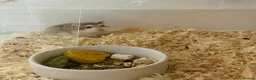 Hamster rodents for sale: 🐹Lovely Roborovski Dwarf Hamster Liverpool - Advert 5