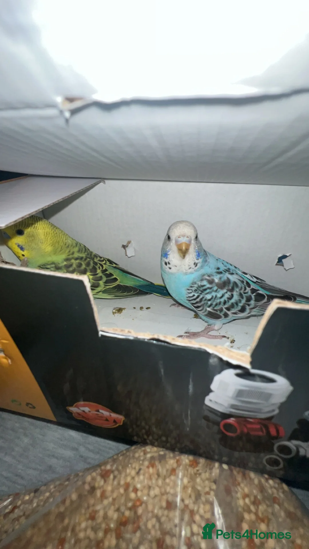 Budgerigars birds for sale: two budgies one male one female in Birmingham - Advert 2