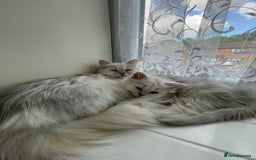 Persian cats for sale: Boy Persian kitten. Ready 2 go ASAP!🔥 - Image 5