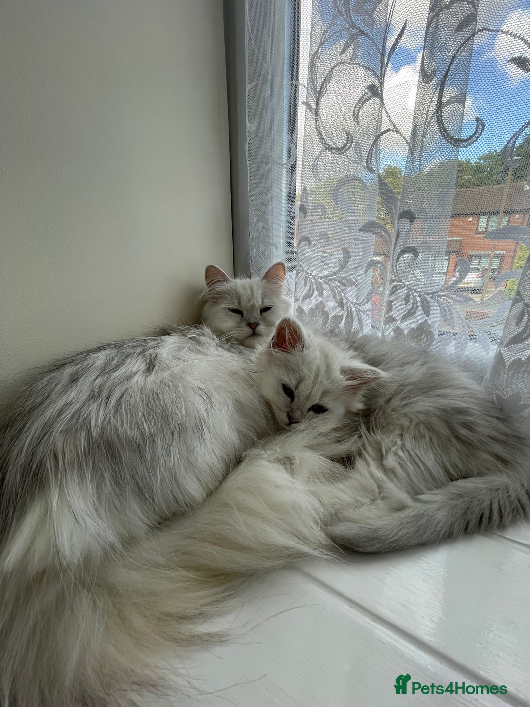 Persian cats for sale: Boy Persian kitten. Ready 2 go ASAP!🔥 - Image 5