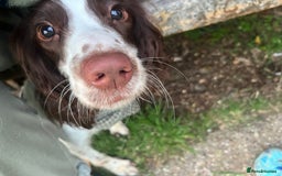 English Springer Spaniel dogs for sale: 15m Female Springer Spaniel for rehome. - Image 2