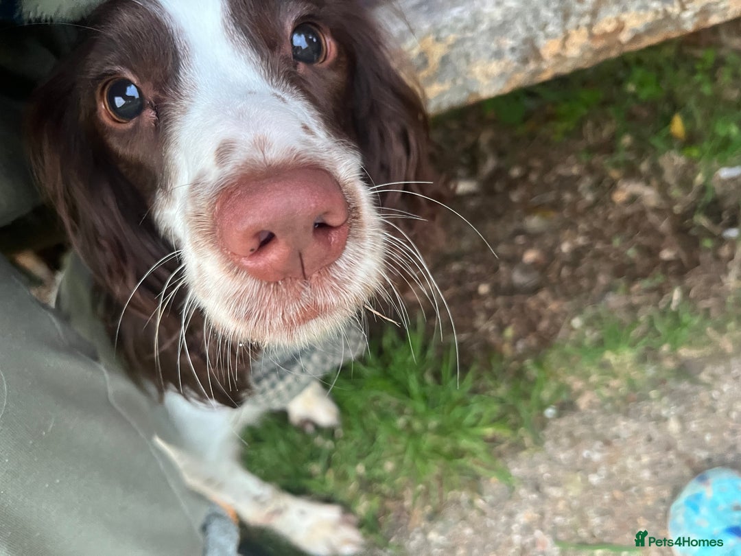 English Springer Spaniel dogs for sale: 15m Female Springer Spaniel for rehome. - Image 2