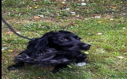 Cocker Spaniel dogs for sale: Cocker spaniel girl - Image 4