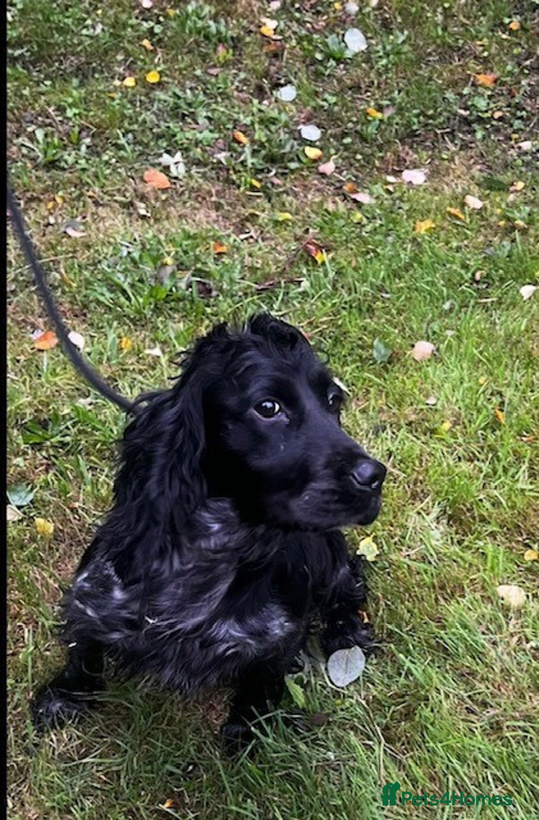 Cocker Spaniel dogs for sale: Cocker spaniel girl - Image 4