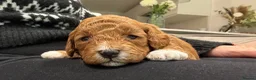 Cavapoo dogs for sale: Cavapoo F1B Beautiful puppies Due 20th June  - Advert 4