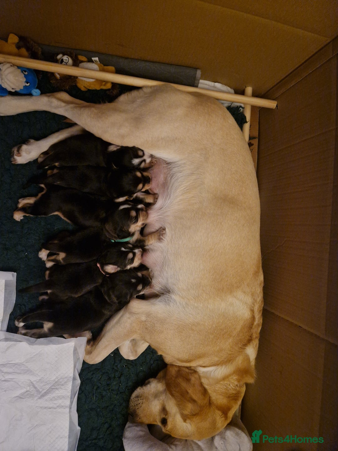 Cockerdor dogs for sale: Stunning Tri-coloured Cockerdors - Image 17
