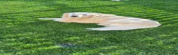 Golden Retriever dogs for stud: Arlo - Golden retriever available for stud - Advert 9