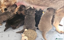 German Shepherd dogs for sale: 🔹️6 Health tested Pedigree gsp's available🔹️ - Image 12