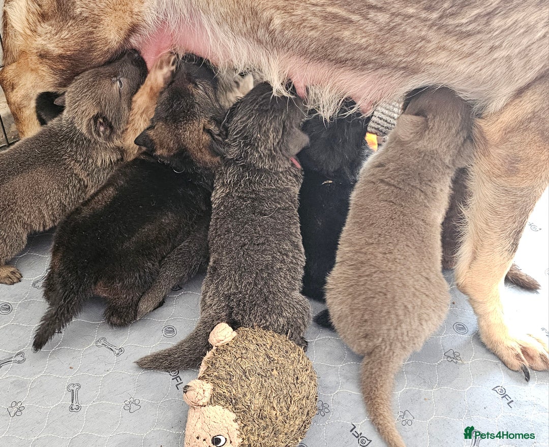 German Shepherd dogs for sale: 🔹️6 Health tested Pedigree gsp's available🔹️ - Image 12