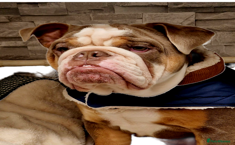 English Bulldog dogs - Advert 1