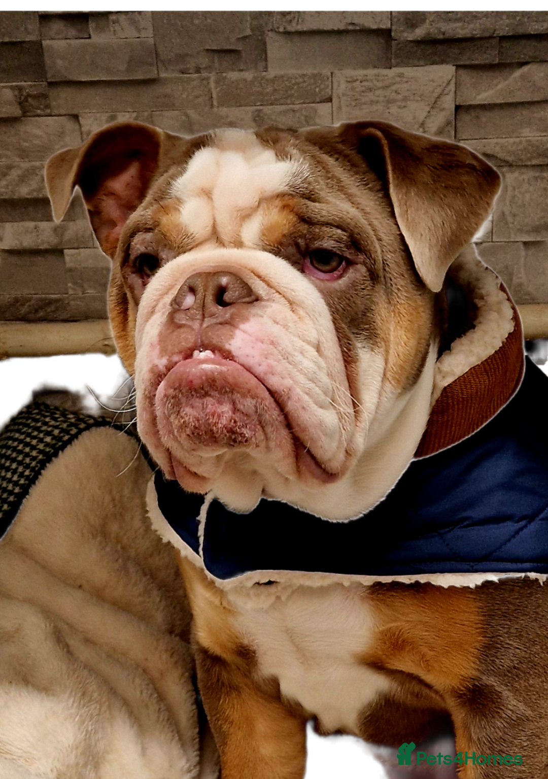 English Bulldog dogs for stud: PUKKA PIE Fluffy carrier ready to stud  - Image 1