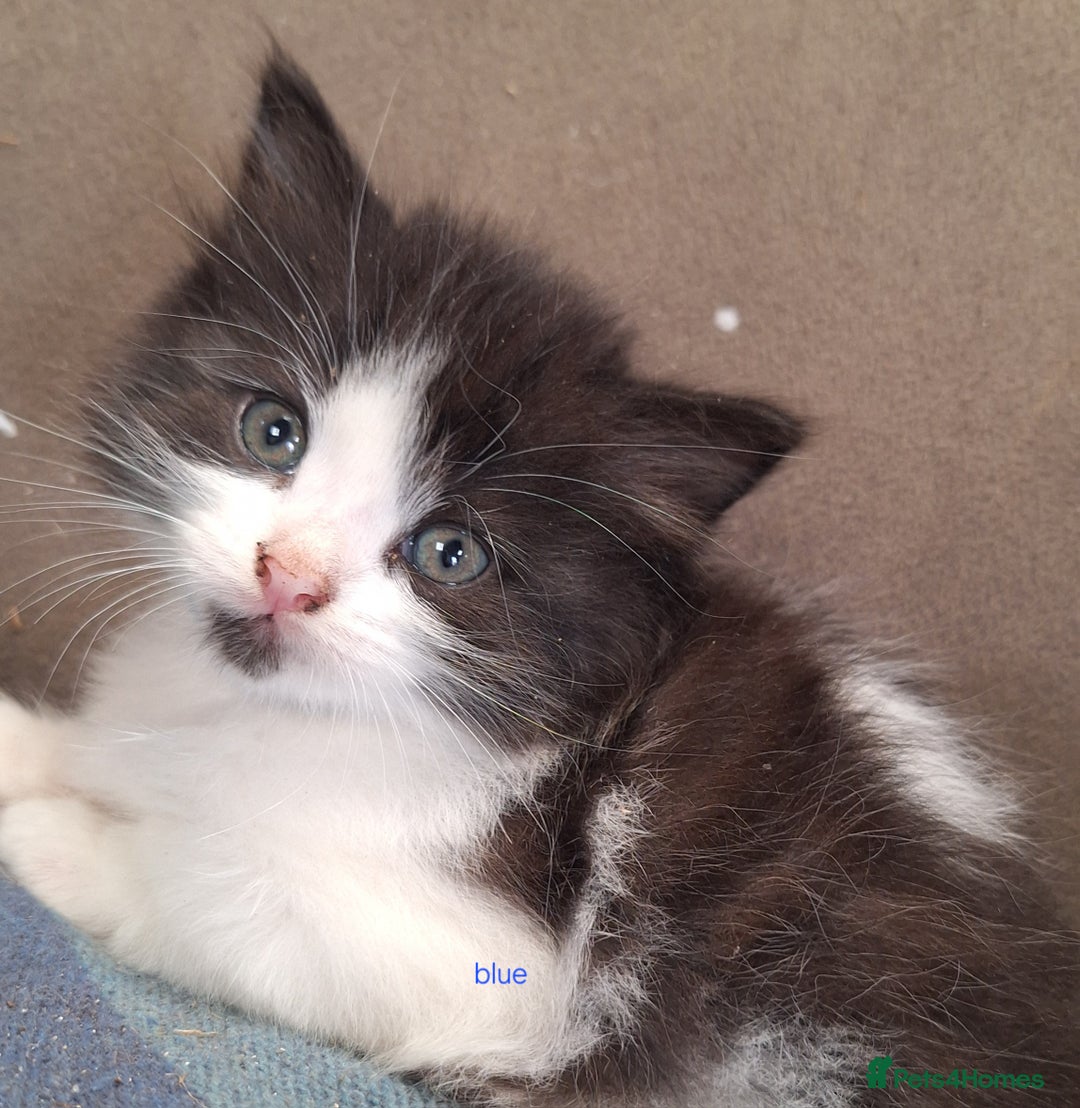 Mixed Breed cats for sale: STUNNING KITTENS  - Image 21