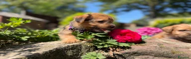 Norfolk Terrier 4