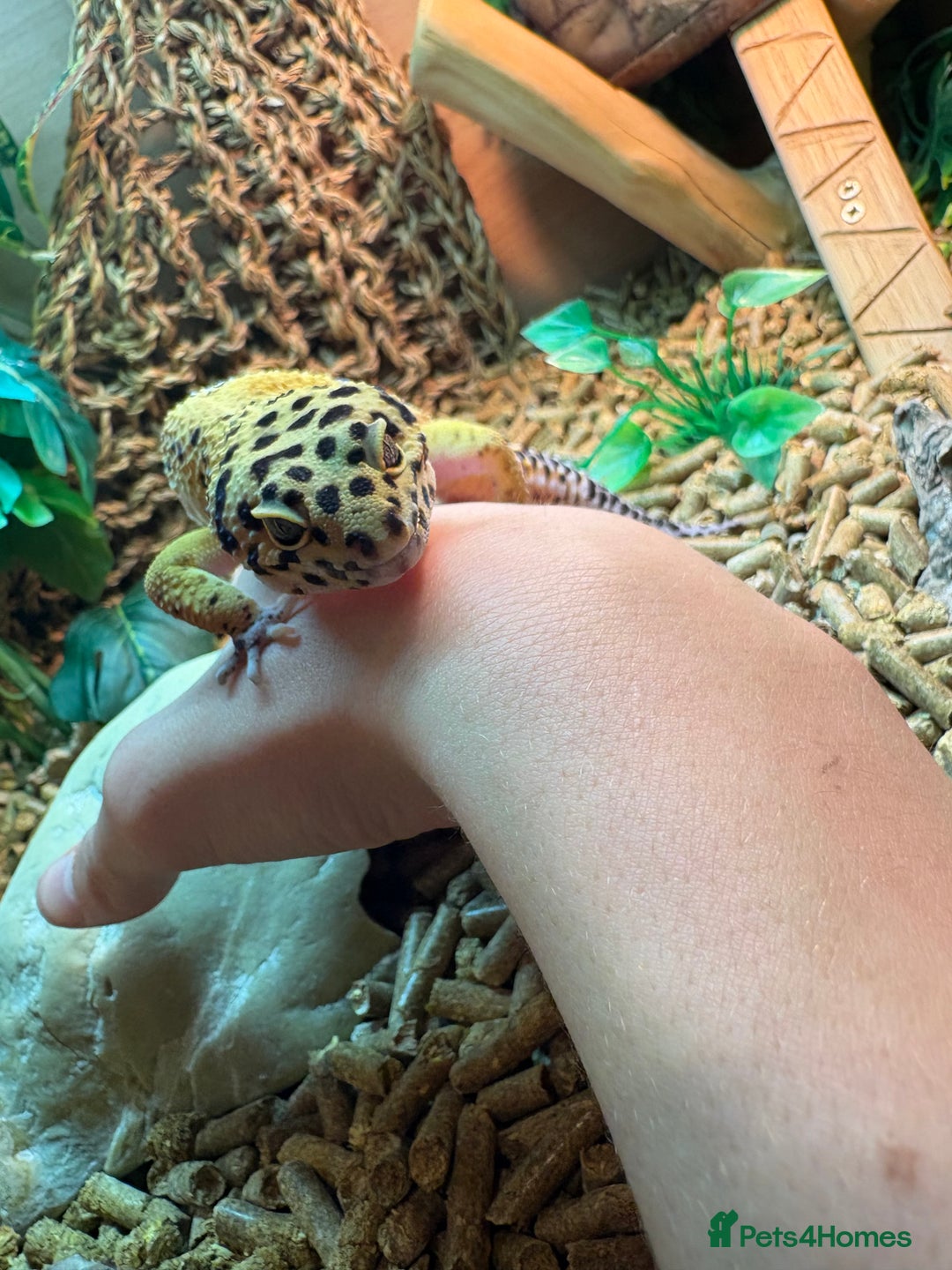 Leopard Gecko reptiles for sale: Male leopard gecko  - Advert 10
