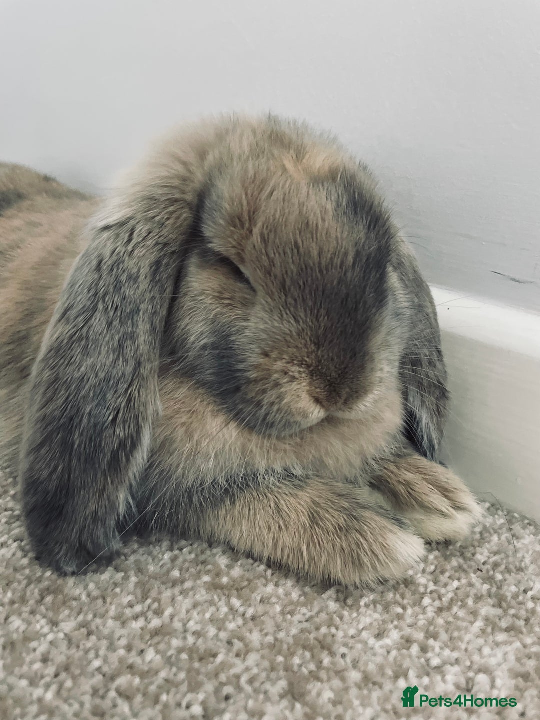 French Lop rabbits for sale: Gorgeous Giant French Lop - Advert 2