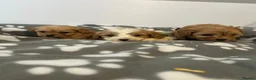 Cavapoo dogs for sale: F1 cavapoo puppies in Aberdeen - Advert 11