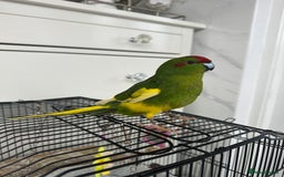 Parakeets birds for sale: 2 beautiful male and female kakarikis  - Image 4