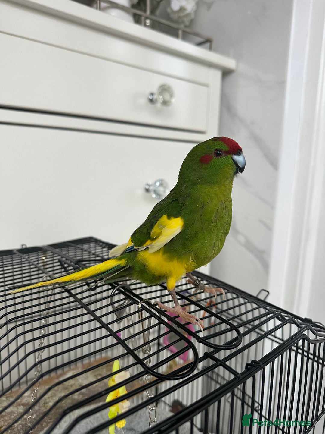 Parakeets birds for sale: 2 beautiful male and female kakarikis  - Image 4