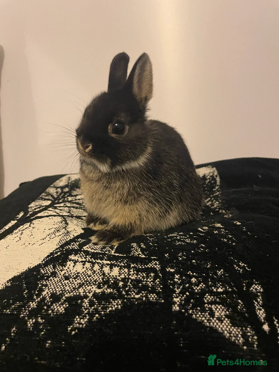 Netherland Dwarf rabbits for sale: NETHERLAND DWARF BABY RABBITS - Advert 2