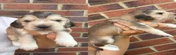Cocker Spaniel dogs for sale: Stunning cocker spaniel puppies  - Advert 13